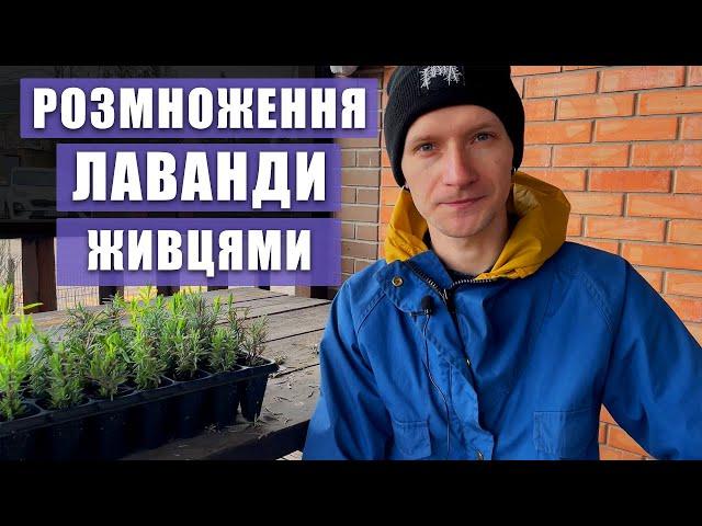 ЛАВАНДА. Як розмножити лаванду. 100% вкорінювання. Lavander. Cuttings propagation.