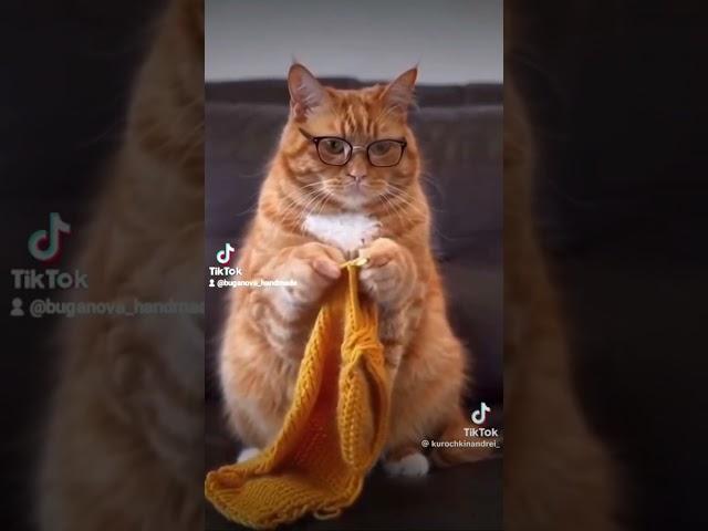 Якби б мені такого котика.  Ми б удвічі більше нав'язали. #cat #catlover #cute