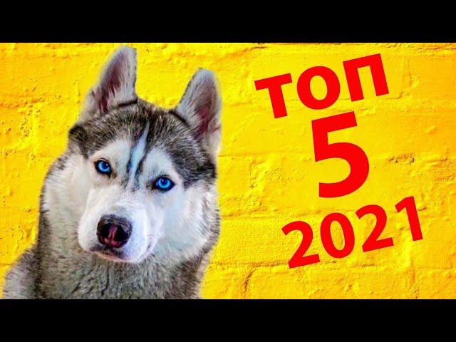 5 лучших серий 2021 года! Хаски Бандит Говорящая собака