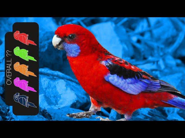 Crimson Rosella, The Best Pet Parrot?