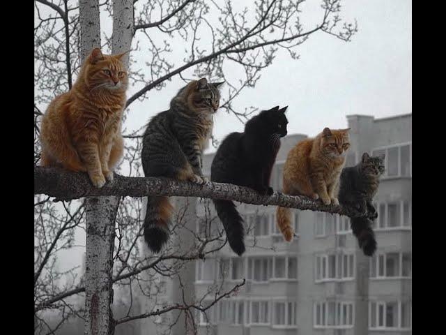 Cats control everything!  Videos of funny cats, kittens and dogs! 