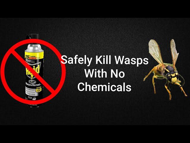 Better than Raid | How to Exterminate Wasps, Hornets, Yellow Jackets, etc. With ZERO Harsh Chemicals