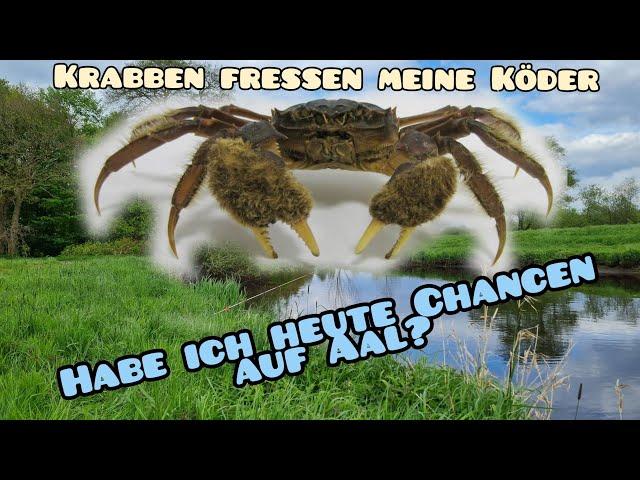 angeln auf Aal/nächster Versuch Aal für die Räuchertonne zu fangen