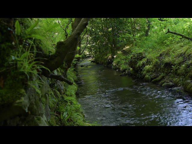 Calm Forest Sounds | Nature Sounds Of Scotland