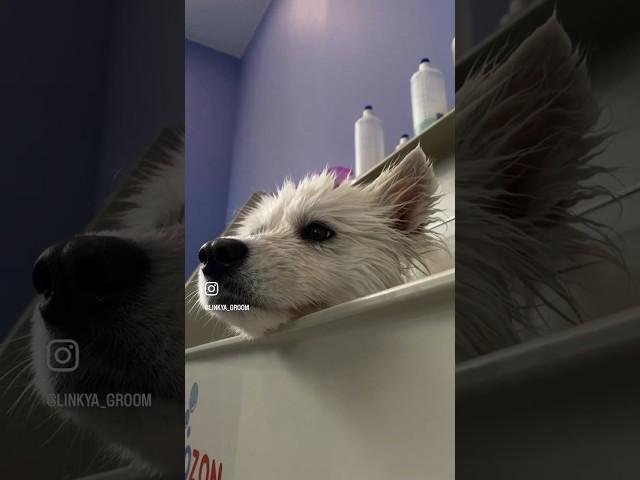 Самоед Фани на СПА-комплексе #dog #grooming #shorts #собаки #груминг #шортс #самоед #samoyed