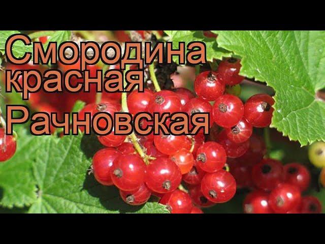 Смородина красная Рачновская (ribes rubrum)  обзор: как сажать, саженцы смородины Рачновская