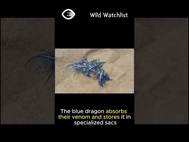 The Most Beautiful and Deadly Creature in the Ocean!  : Blue Sea Dragon #marinelifemagic #facts