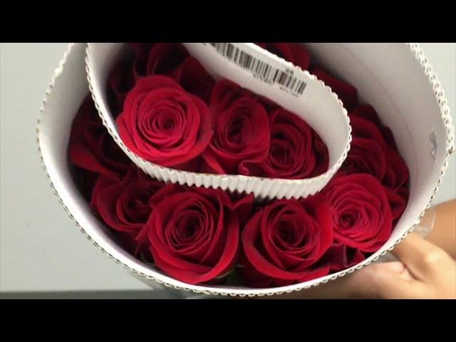 How long it takes for fresh-cut roses to fully open?