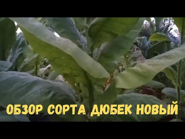 Обзор сорта Дюбек новый (Djubek new)