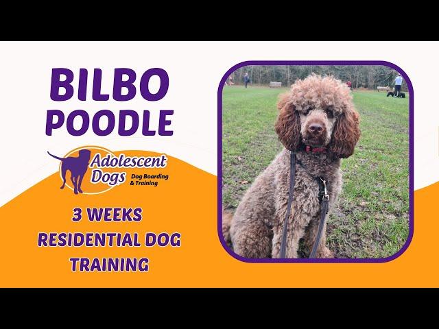 Bilbo the Poodle | 3 Weeks Residential Dog Trainer