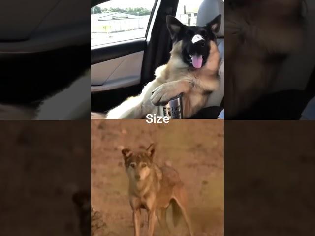German Shepherd vs Indian Wolf #shorts