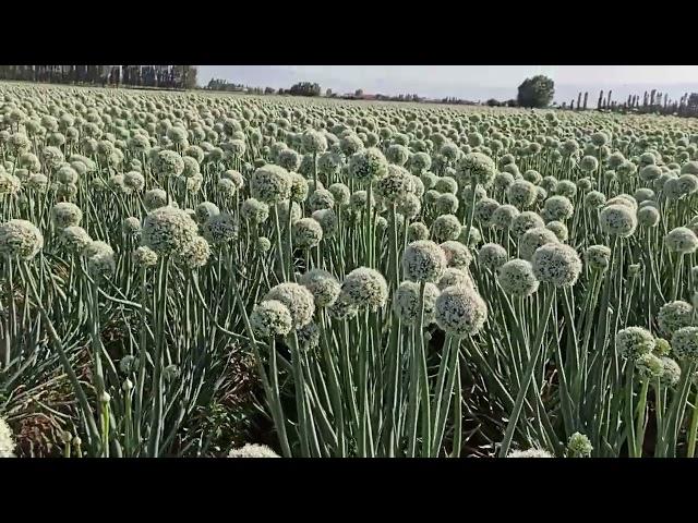 Уруғлик пиёз. Urug'lik piyoz #agriculture #farming #agro #onion