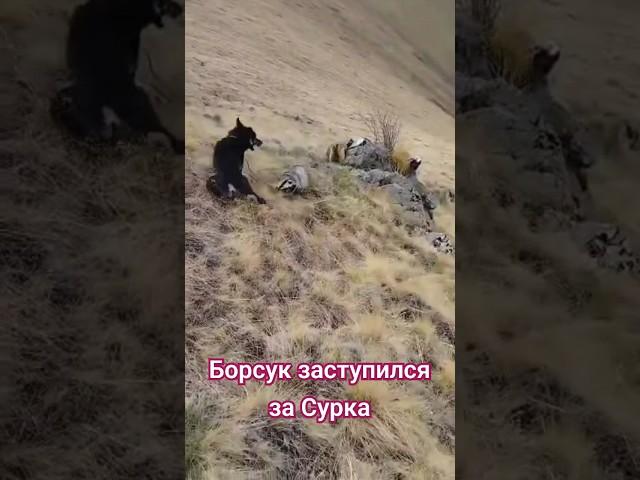 Барсук заступился за сурка, непредсказуемая концовка.
