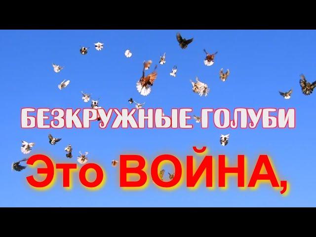 Это война, безкружные голуби