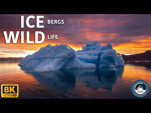 8K ICEBERGS & WILDLIFE - Nikon Z9 N-RAW