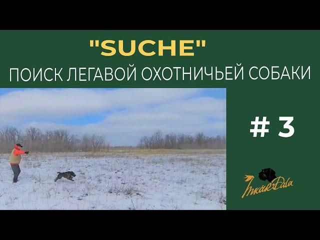 Suche  поиск легавой охотничьей собаки