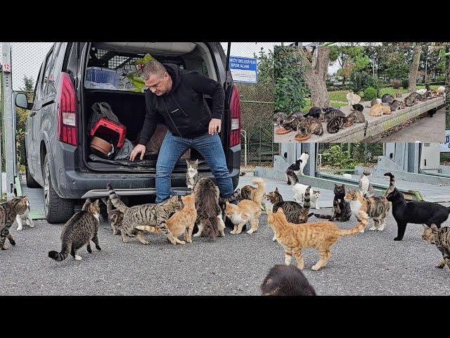 You may encounter hundreds of stray cats as soon as you get out of your car at any point in Istanbul