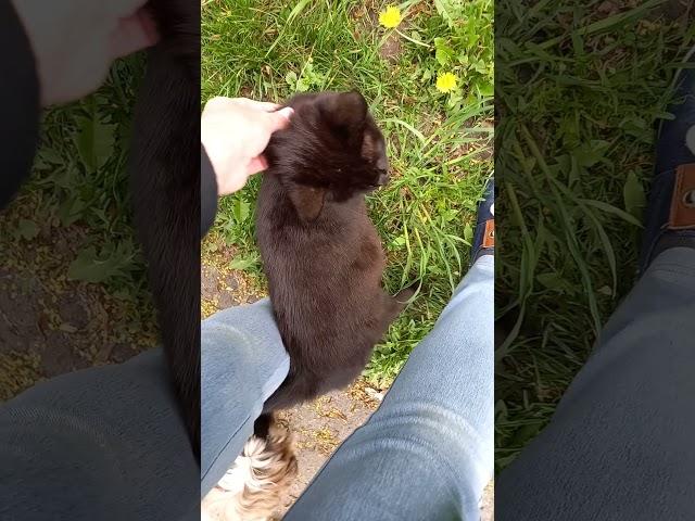 Выбросили на улицу домашнюю кошку да ещё и беременную / Срочно нужна помощь