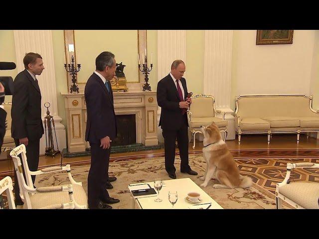 Putin brings his Akita breed dog Yume before interview with Japanese media