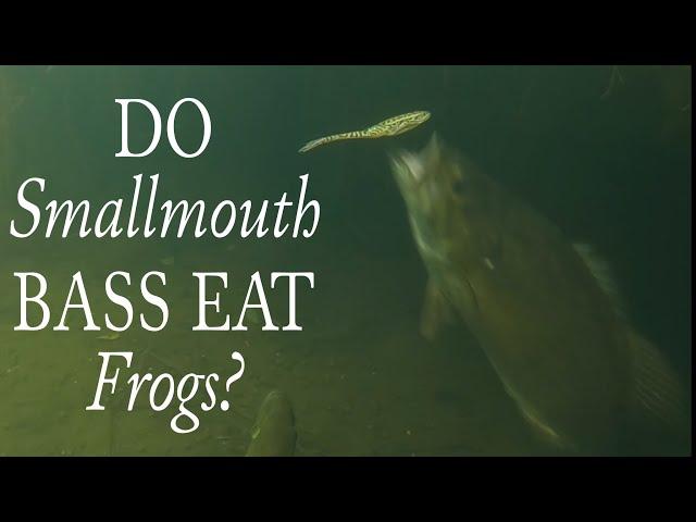 Do Smallmouth Bass Eat Frogs? #shorts