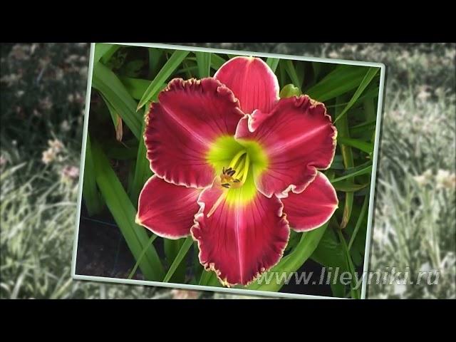 Лилейники моя селекция №10444 (CERISE MASTERPIECE x BIG RED WAGON)10444