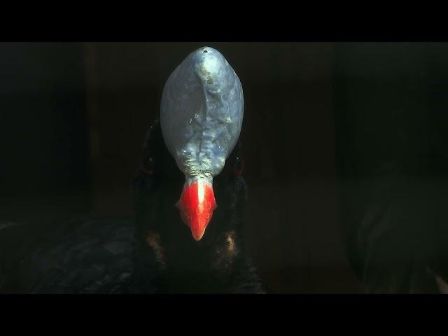 Close-up Helmeted Curassow  4K