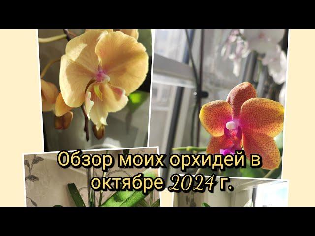 Обзор моих орхидей в октябре 2024 г.#обзор#orchid#original#цветы#plants