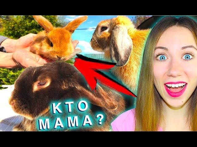 ЭЛЬЗА РОДИЛА??? КРОЛИК УЗНАЕТ МАМУ ? | Elli Di Pets