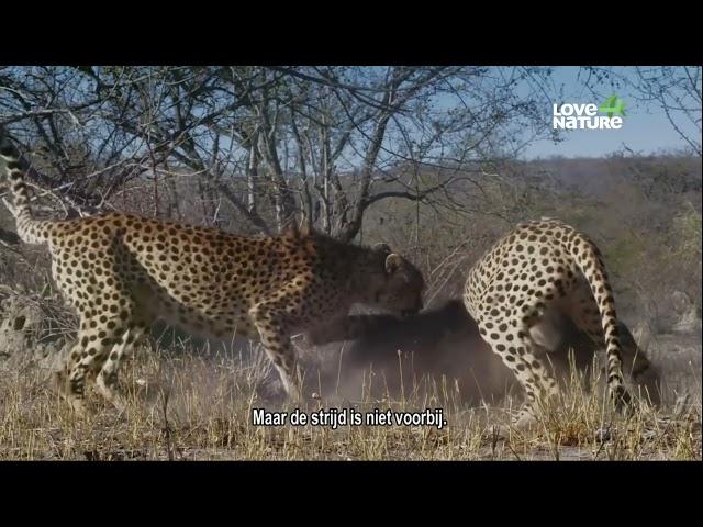 Africa's Big Cats