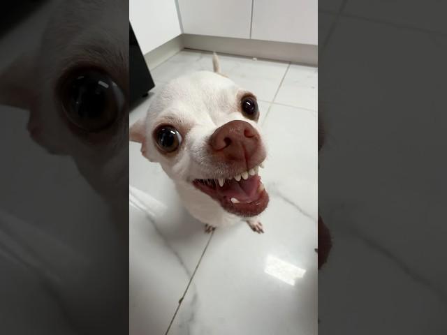 She want to kiss me or to bite me?? #chiuahua #mreviatar #angrychihuahua #nikiozeri #kuchikuchi