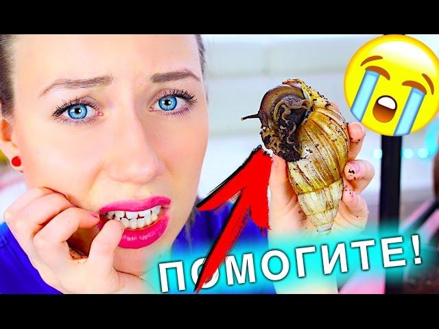 ЧТО ТО СЛУЧИЛОСЬ С УЛИТКОЙ ИЛИ РОЖАЕТ BABY - УЛИТКА НЕ ЕСТ | Elli Di Pets