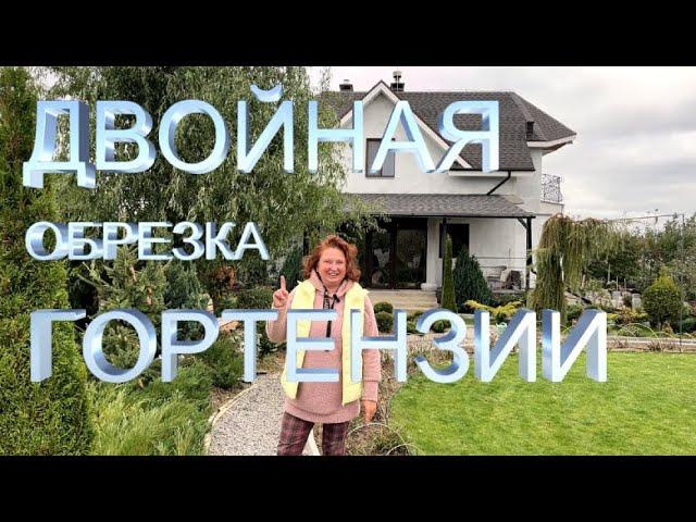 ДВОЙНАЯ ФОРМИРОВКА ГОРТЕНЗИИ | Новый способ обрезки гортензии | Формировка гортензии мультиштамбом