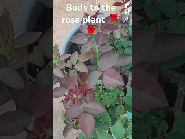 Buds to the rose plant  #shorts #yt shorts# surabhi multi creations #