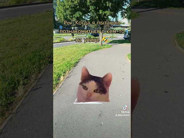 #litevideo #прикол #tiktok #memes #котики