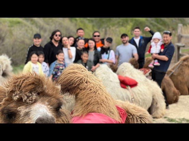 Как научить ложиться верблюда