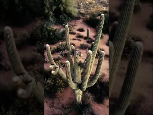 #usa #arizona #cactus #standwithukraine