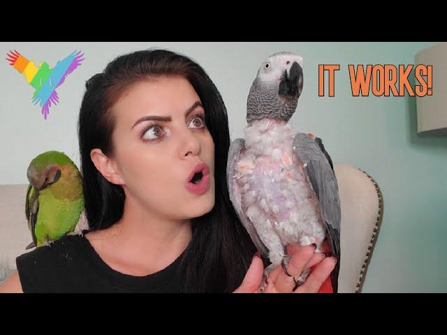 6 WAYS TO TEACH YOUR PARROT TO TALK! | PARROT TALK  (Merlin Subtitles) | MARLENE MC'COHEN