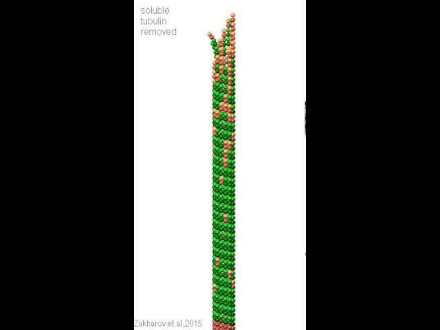 Molecular Biophysics of Mitosis: Simulated tubulin “dilution” causes microtubule catastrophe.