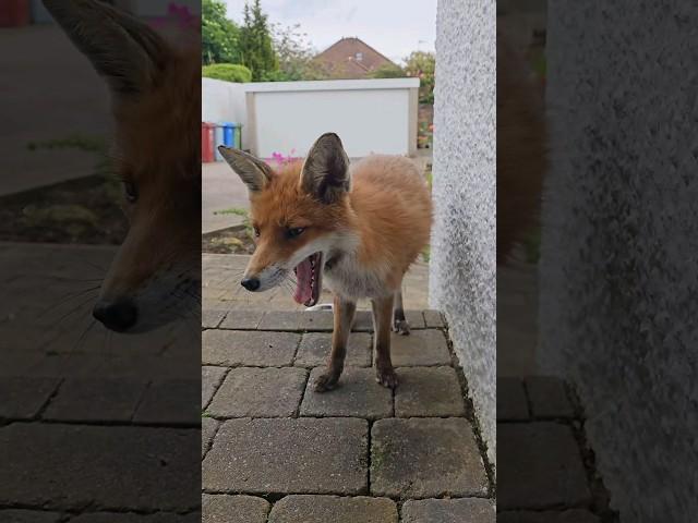 Wild Fox Yawning #animal #fox #foxes #wildfox #wildlife #cute #redfox