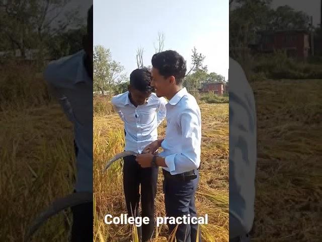 #collage practical harvesting  paddy@lahantechical  lahan siraha friend Nitish sah Manish Yadav anil