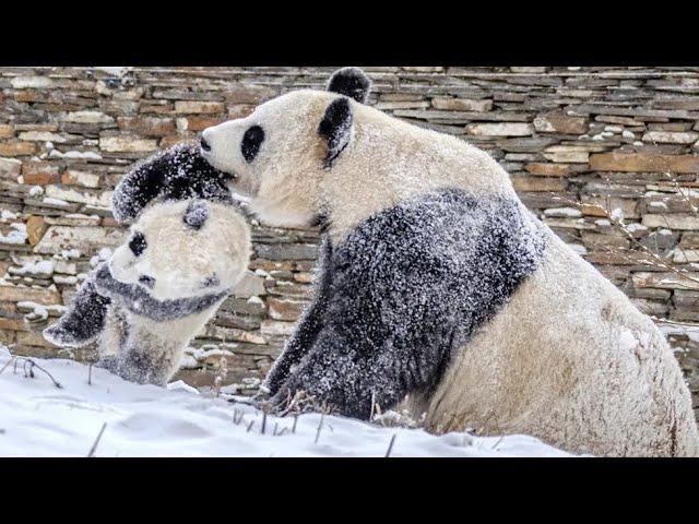 Do you know how pandas play in the snow?  Panda Funny Moment Videos  Panda Video Compilation