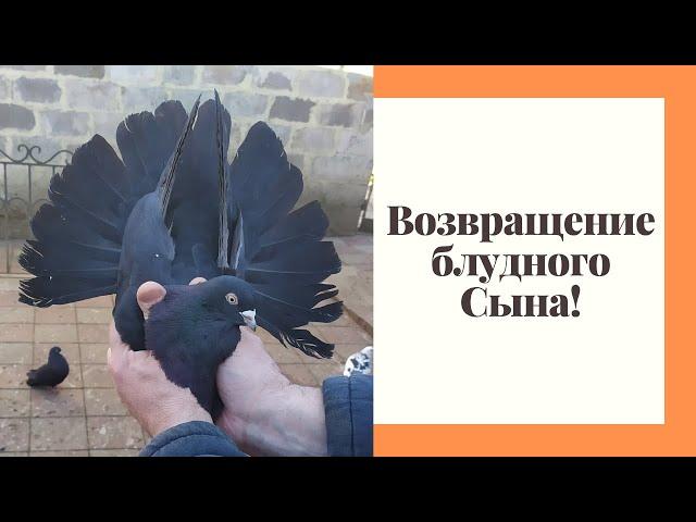 Николаевские Голуби Донбасса! - Не прошло и 3 дня - вернулся Жук в родную гавань!