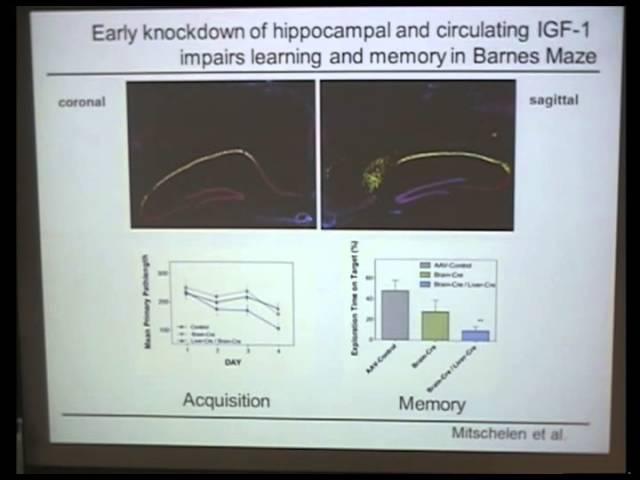 Insights Into the Protective Effects of IGF-1 on the Aging Brain