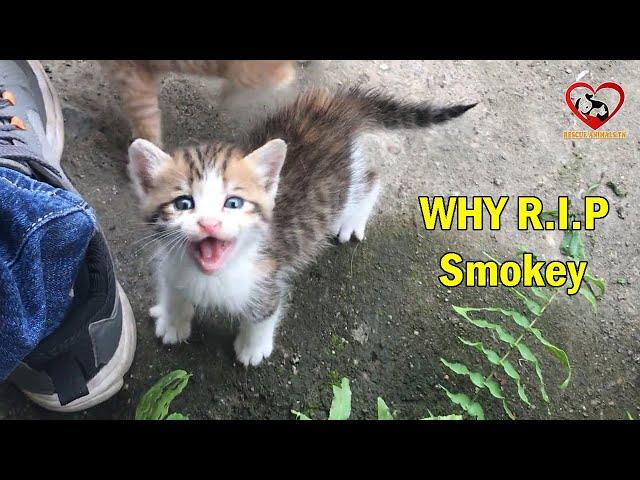 Why Smokey Passed away? - God bless @Animals Health Care