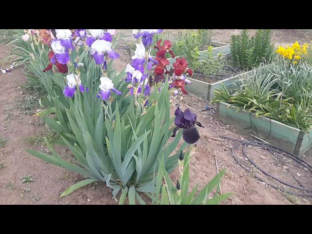 Tall bearded iris