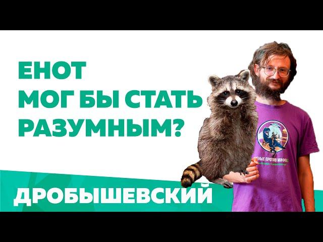 Станислав Дробышевский. Енот мог бы стать разумным?