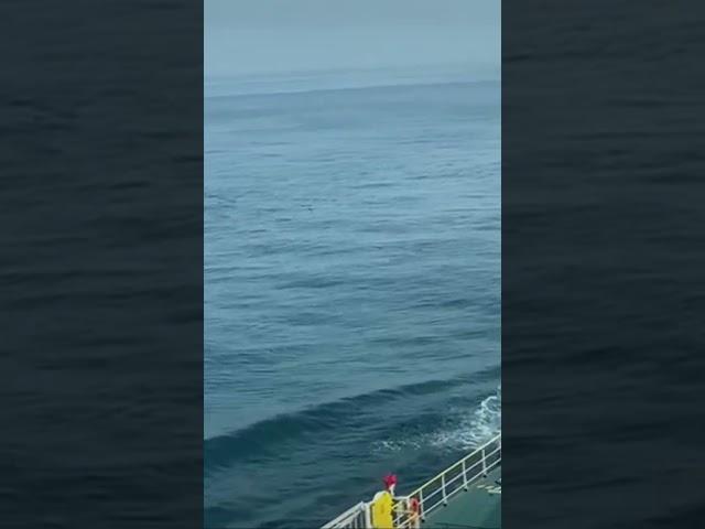 The Most beautiful dolphin in the world swimming alongside a Tanker ship in the mid-Atlantic Ocean