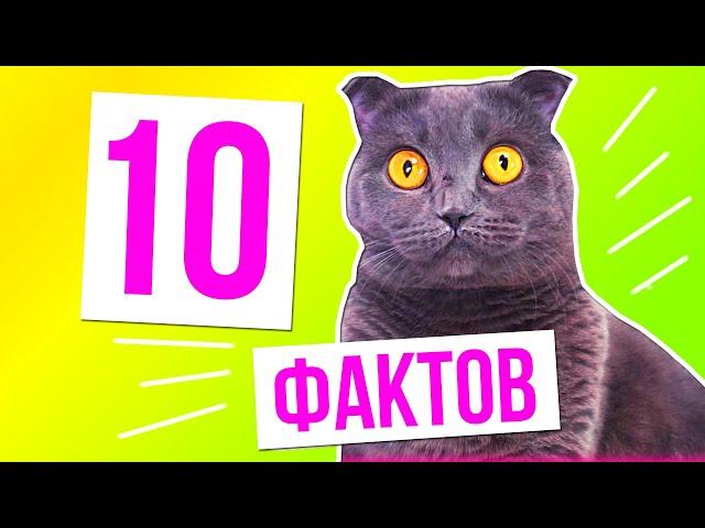 10 ФАКТОВ О КОШЕЧКЕ БАТТЕРС | 3 ЧАСТЬ