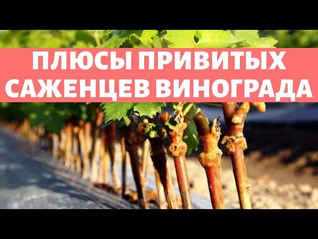 САЖЕНЦЫ ВИНОГРАДА -  ЛУЧШИЕ ТОЛЬКО ПРИВИТЫЕ !!! Меняй своё сознание! Не дай себя обмануть болтунам!