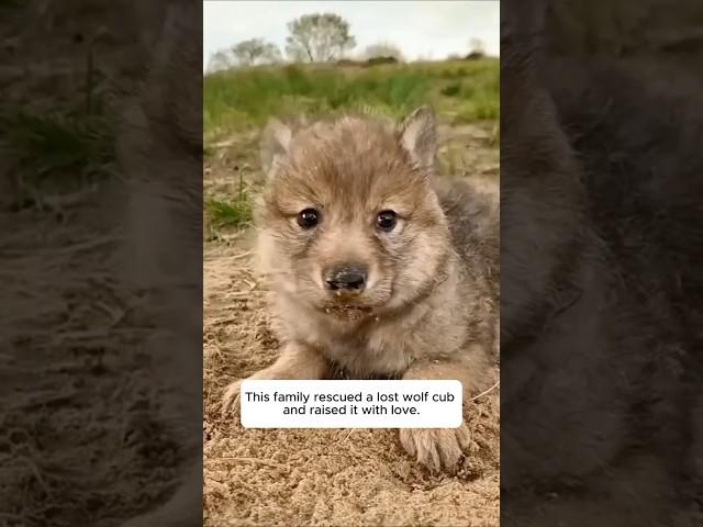 This family rescued a lost wolf cub and raised it with love. #animalshorts #shortvideo